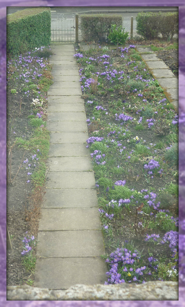 down the garden path by sarah19
