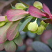Euphorbia buds by judithdeacon