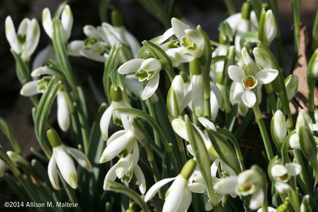 Snowdrops by falcon11