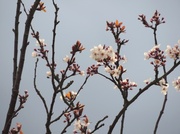 18th Mar 2014 - Blossom