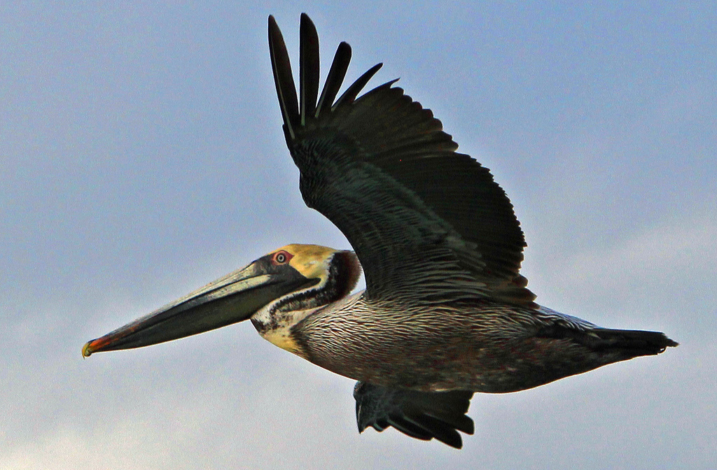 Pelican by hondo