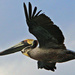 Pelican by hondo