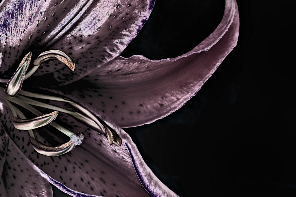 Study of a Lily No. 6 by taffy