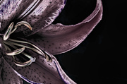 22nd Mar 2014 - Study of a Lily No. 6