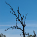 The cormorant tree by flyrobin