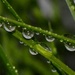 Can you see any water droplets? by gigiflower