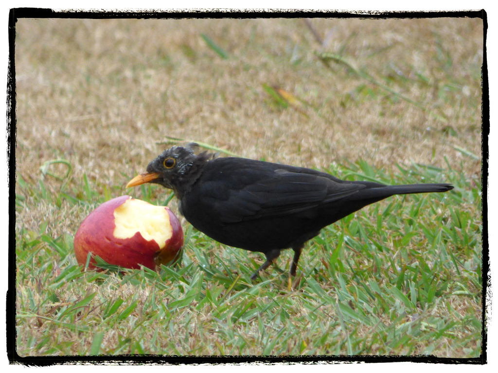 Blackbird by rustymonkey