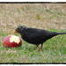 Blackbird by rustymonkey