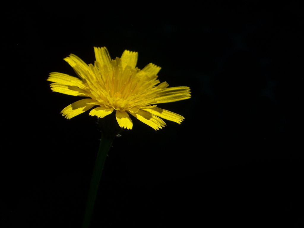 Yellow Light by wenbow