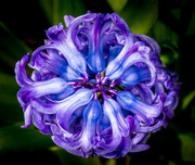 23rd Mar 2014 - Essence of Hyacinth...
