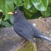  Mr Blackbird by susiemc