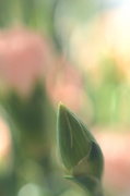 23rd Mar 2014 - Carnation bud