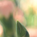 Carnation bud by richardcreese
