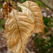 Mar 23: Gold Leaf by bulldog