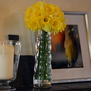 23rd Mar 2014 - daffodils from the garden and Yoshi