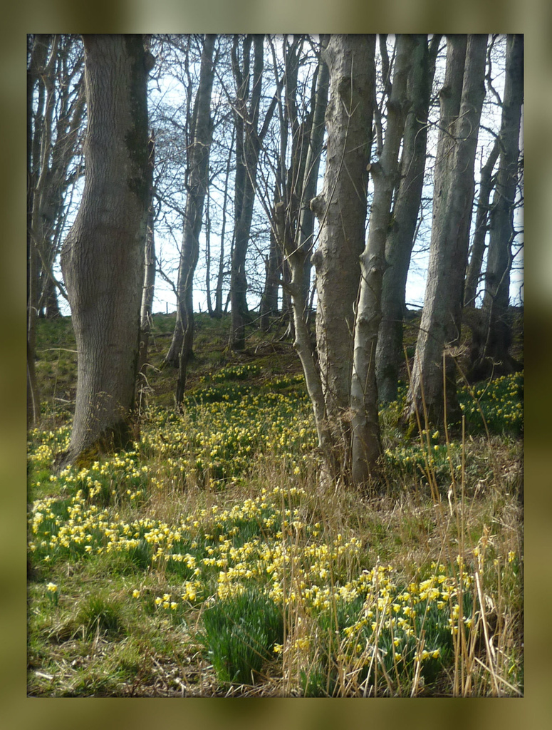daffodil woods by sarah19