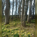 daffodil woods by sarah19