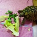 House Tortoise by elainepenney