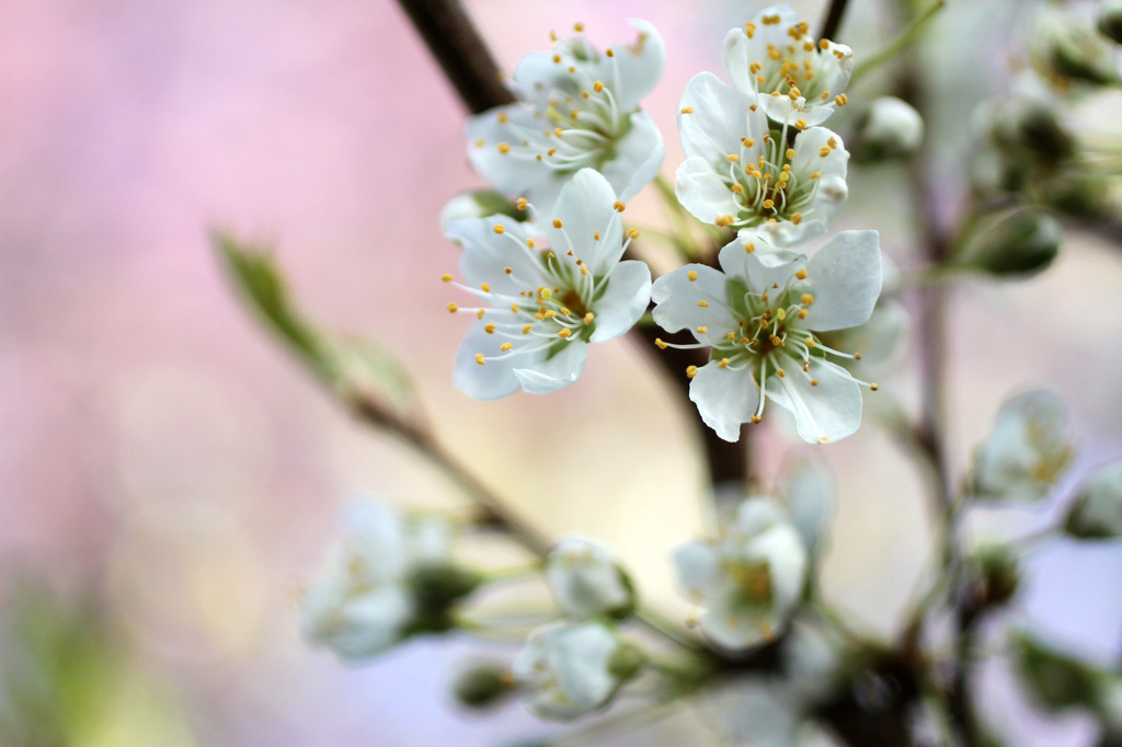 Apple Tree Blossoms by whiteswan