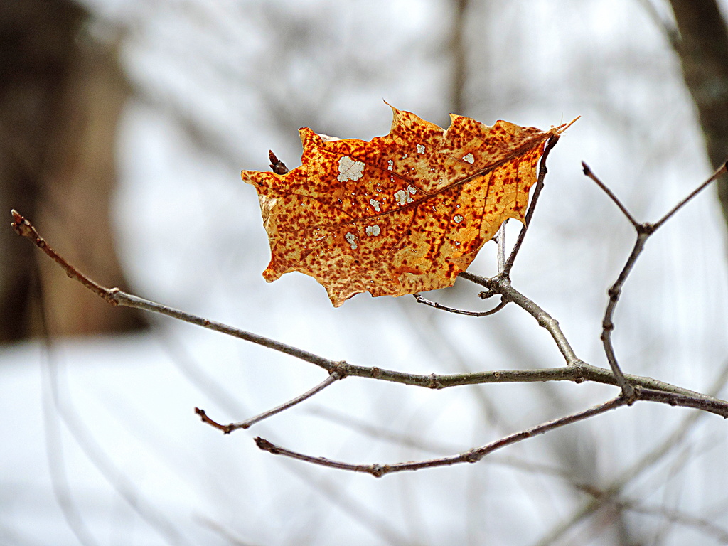 Rusted out from New England's Winter! by homeschoolmom