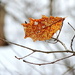 Rusted out from New England's Winter! by homeschoolmom