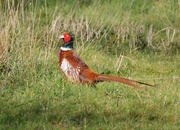 23rd Mar 2014 - Cock pheasant
