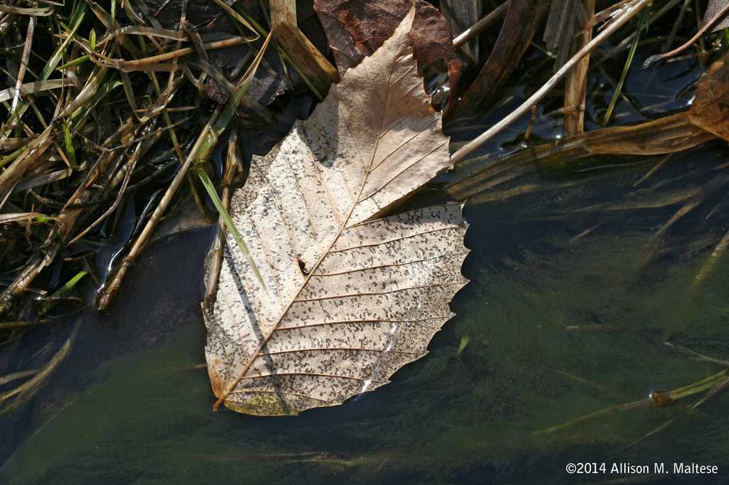 Leaf Study by falcon11