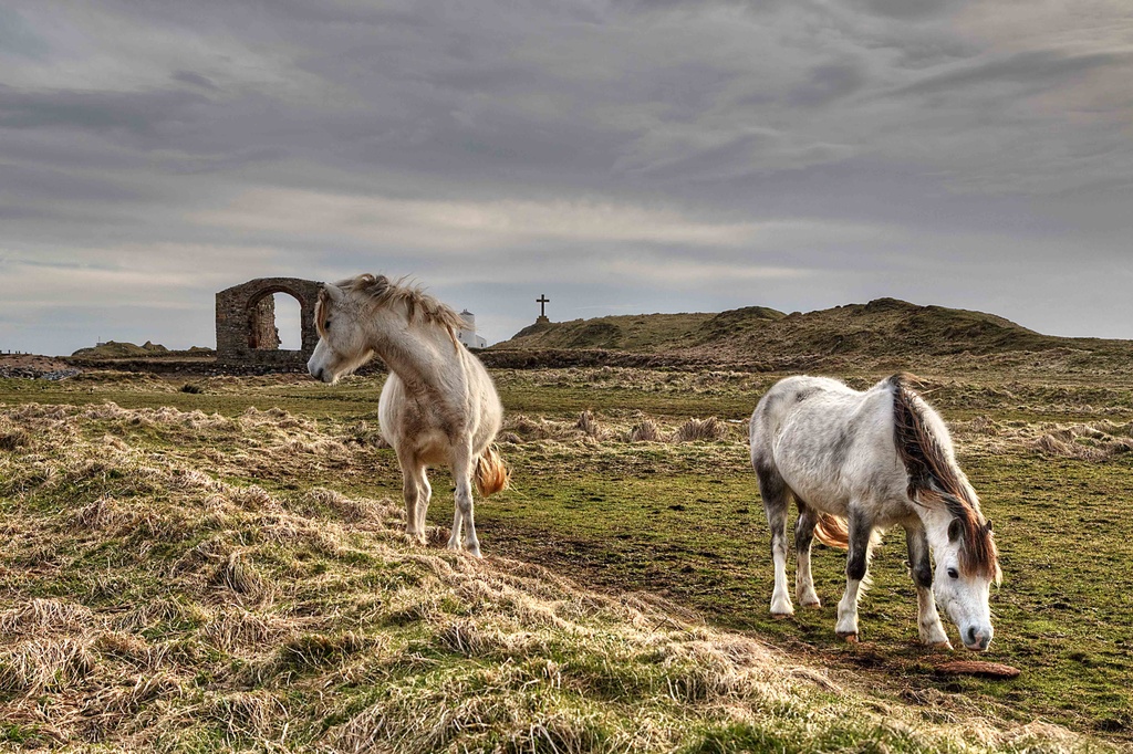 Llanddwyn Ponies. by gamelee
