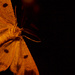 Moth on the window by dianeburns