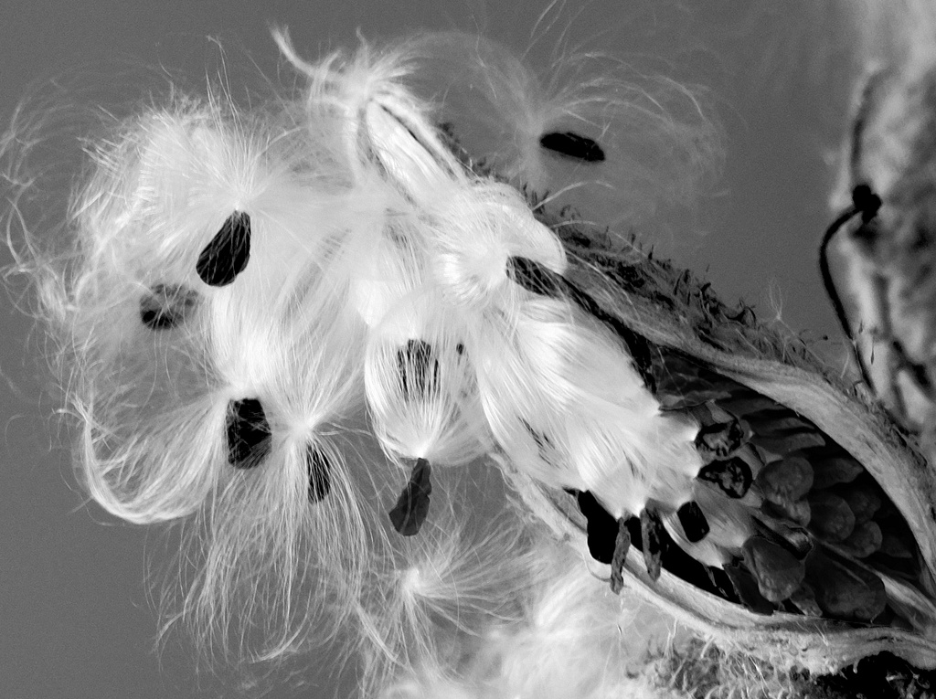 Milkweed Seed Pod by tosee