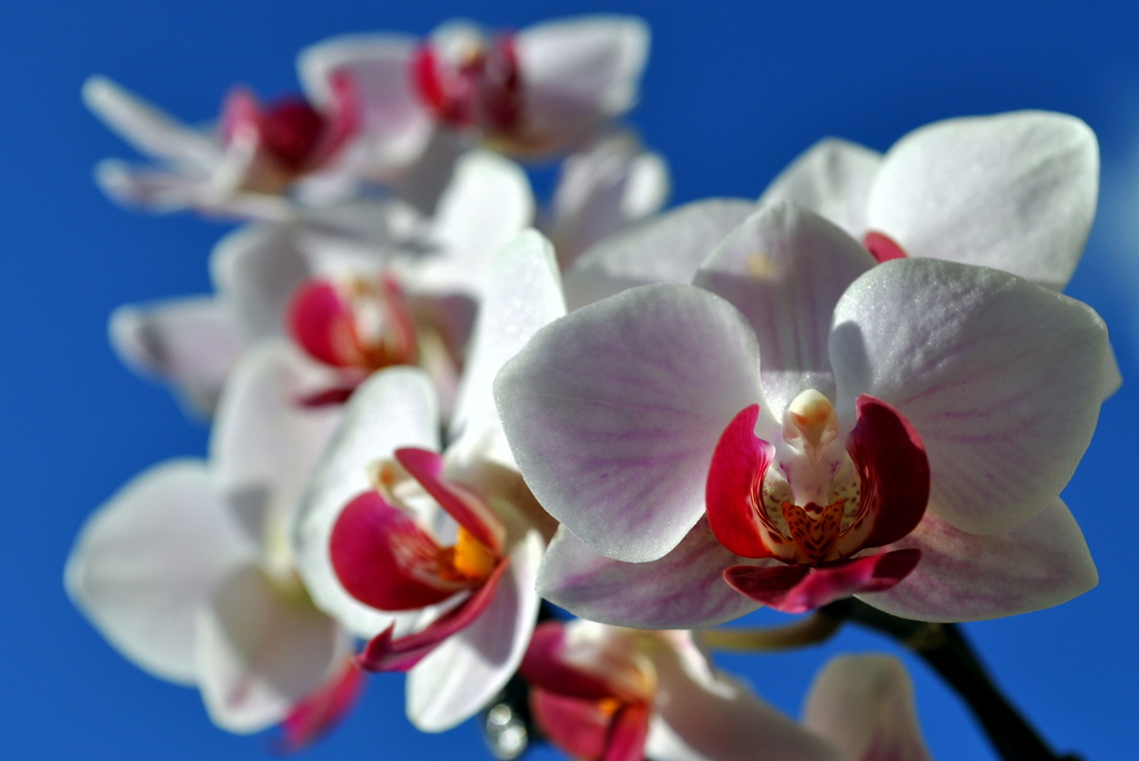 Orchids by andycoleborn