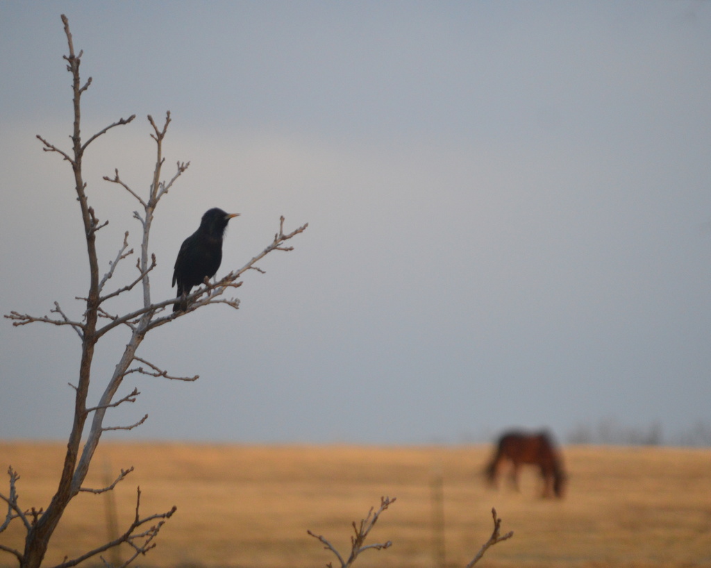 Bird Watching, Horse Grazing by kareenking