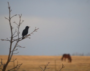 23rd Mar 2014 - Bird Watching, Horse Grazing