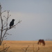 Bird Watching, Horse Grazing by kareenking