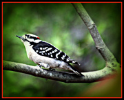 4th Mar 2014 - Downey Woodpecker