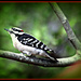 Downey Woodpecker by vernabeth