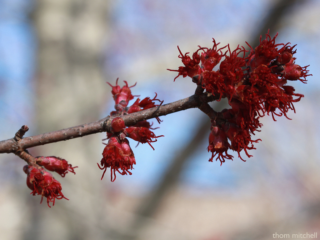 More signs of spring… by rhoing