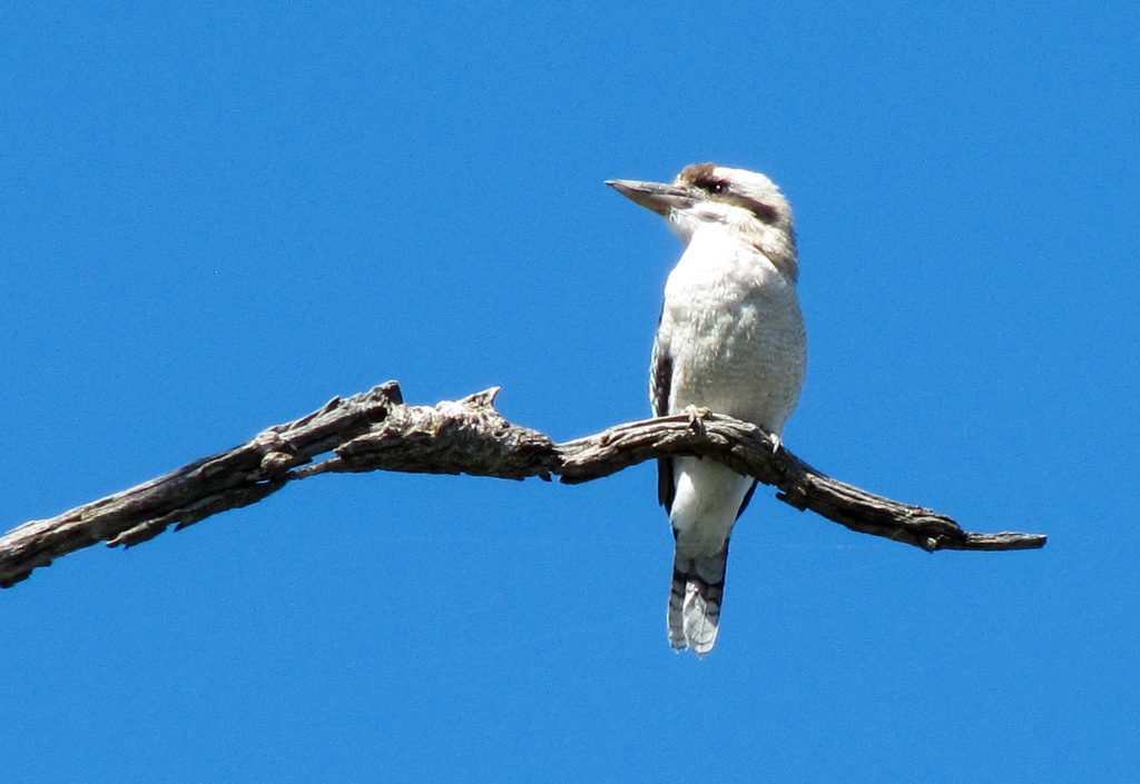 Kookaburra sits on the old gum tree by flyrobin