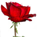 Red, red rose by flyrobin