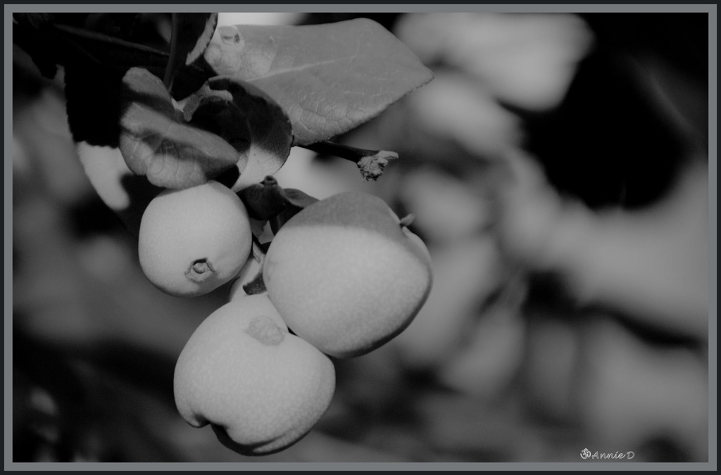 Crab Apples by annied