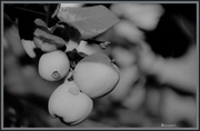 11th Feb 2014 - Crab Apples