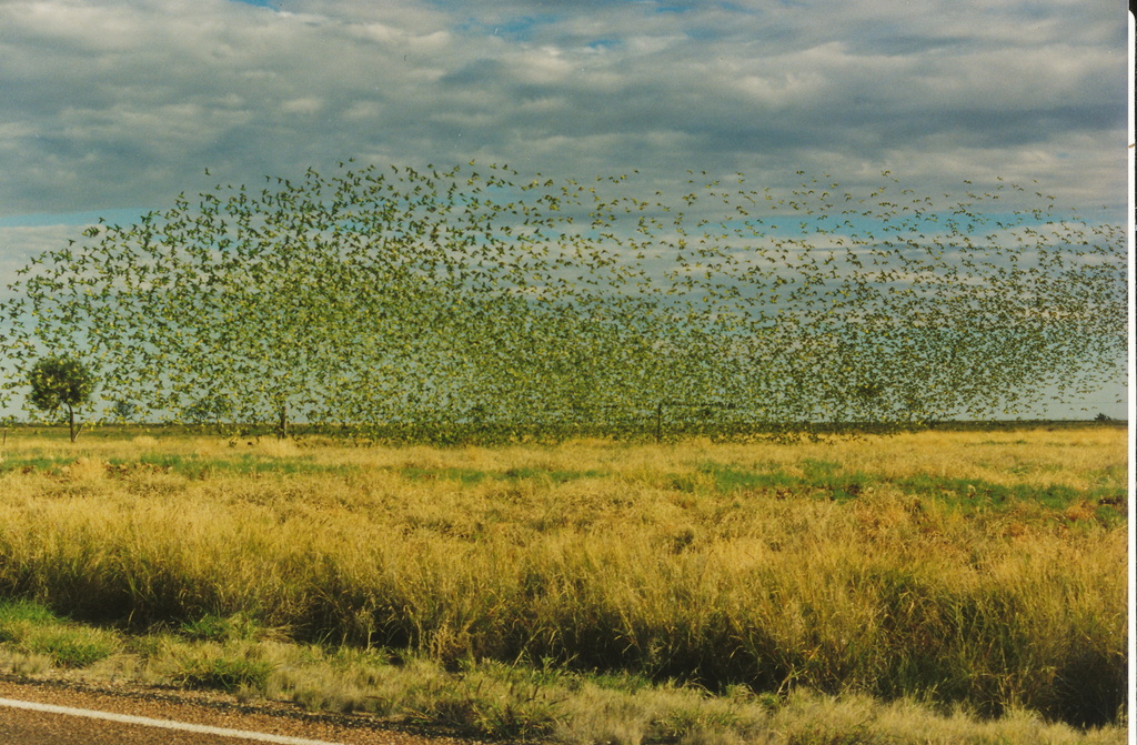 Flock of Budgerigars by terryliv