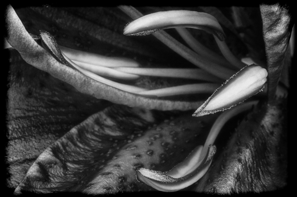 Study of a Lily No. 7 by taffy
