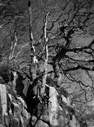 24th Mar 2014 - Trees On The 1882 Stone