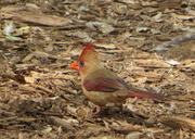 22nd Mar 2014 - Female Cardinal