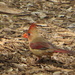 Female Cardinal by rob257