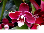19th Feb 2014 - Orchid Show 4