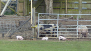 24th Mar 2014 - Piglets