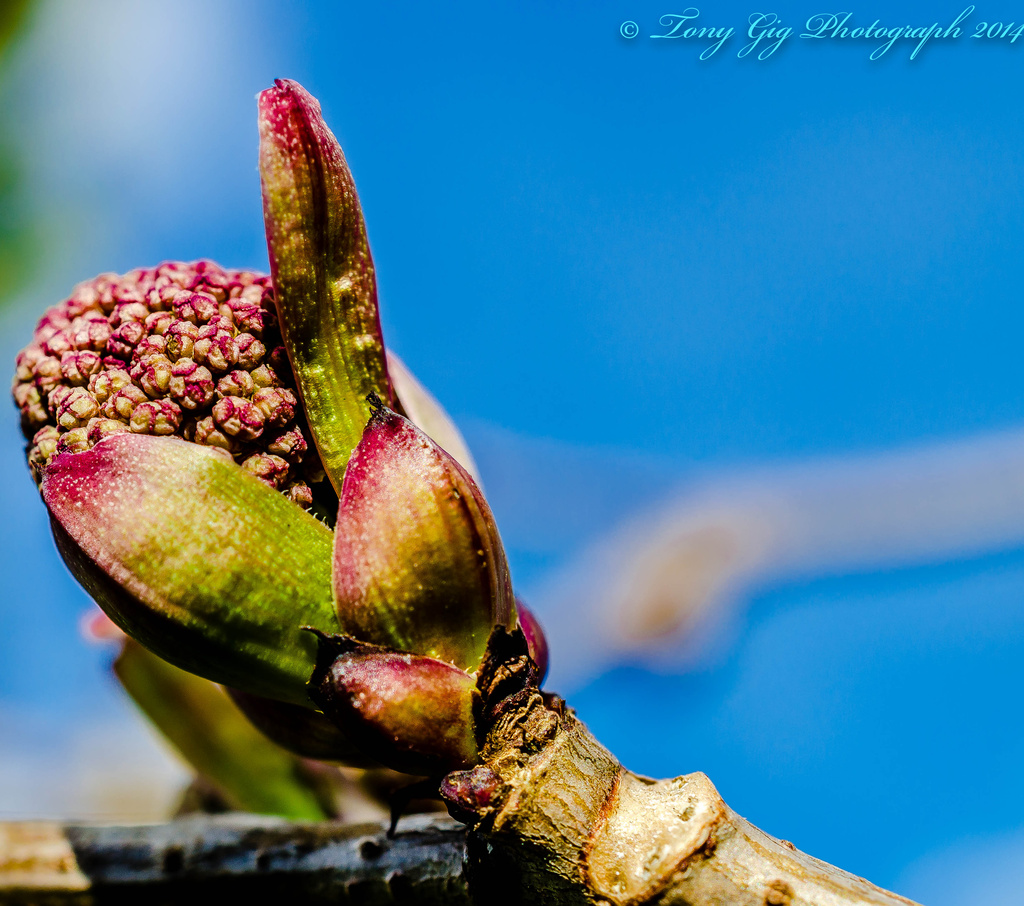 Elderberry Bud by tonygig