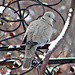 Morning Dove Perched on the Arbor by harbie